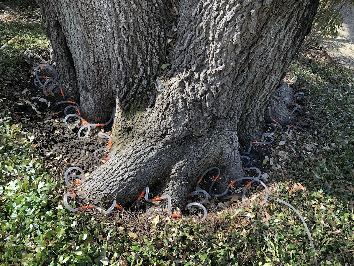 Detailed Tree Cabling and Bracing job site in Paguate