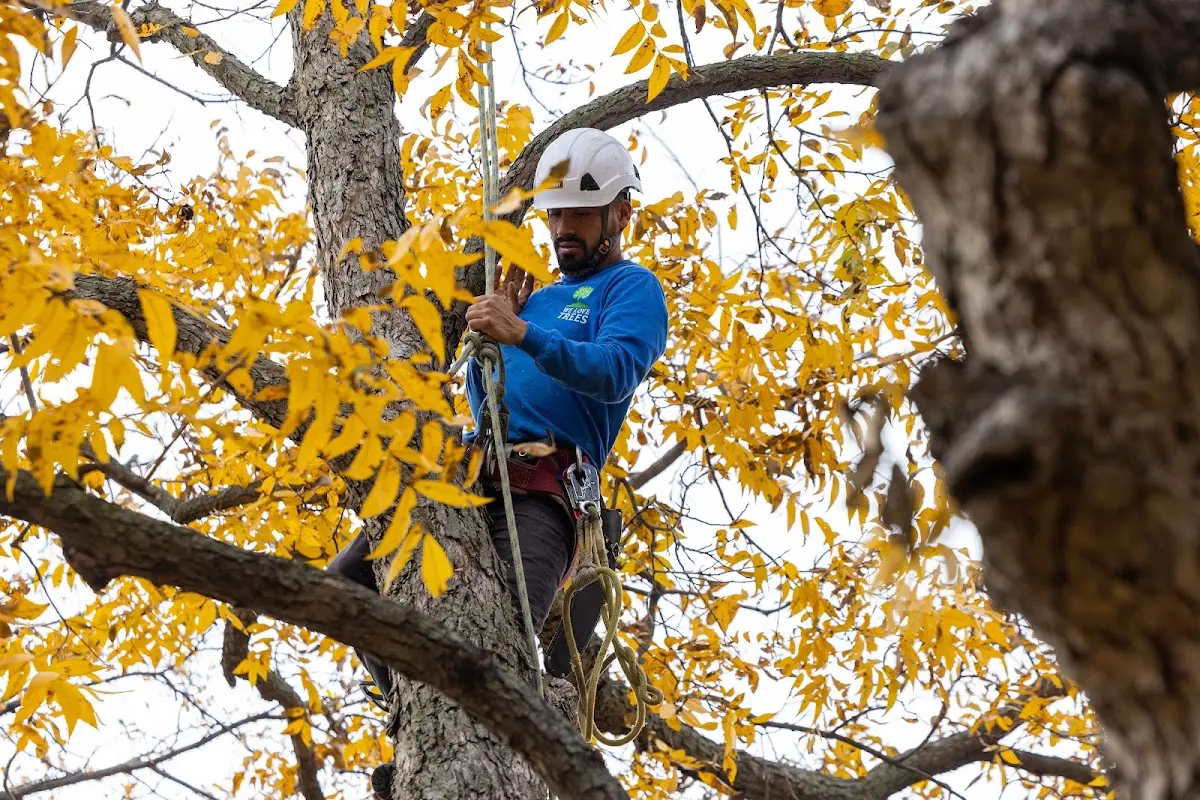 Skilled Tree Transplanting crew working in Paguate
